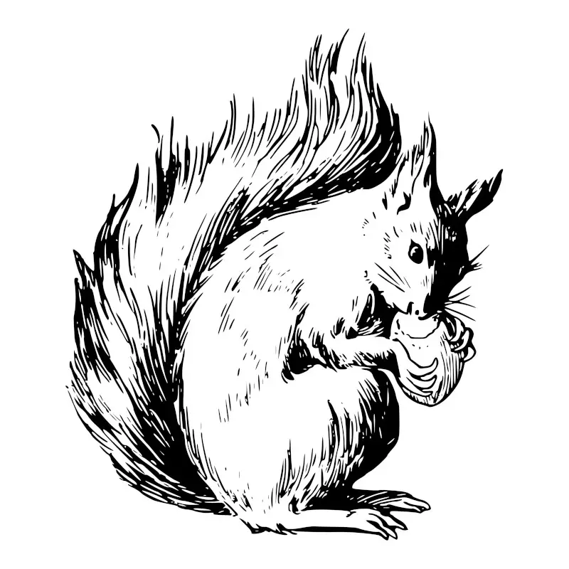 Squirrel eating Nut Simple Easy Sketch Idea